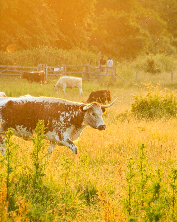 Summer cow