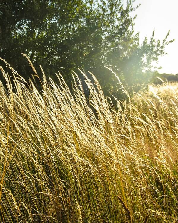 UK Summer grassland